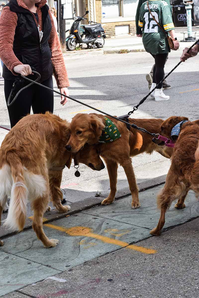 Pet Parade | Brady Street BID